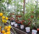 Что выгодно выращивать на продажу – обзор тепличных растений с подсчетом доходов